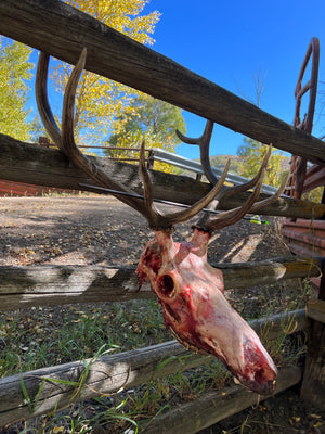 Bull Elk Skull in Ranch Fence