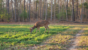 Best Whitetail Hunting Habitait