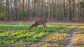 Best Whitetail Hunting Habitait