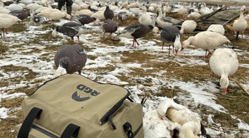 Goose Hunting Field of Decoys